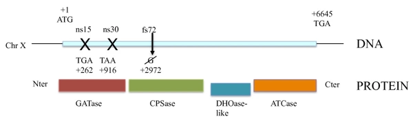 Influence of genetic background on the occurrence of chromosomal rearrangements <i>Saccharomyces cerevisiae</i> thumbnail