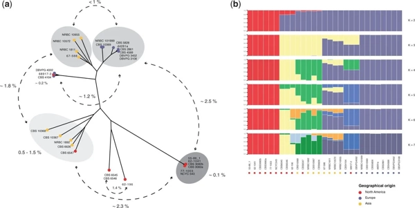 Population Genomics Reveals Chromosome-Scale Heterogeneous Evolution in a Protoploid Yeast thumbnail