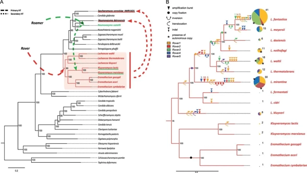 Evolutionary Dynamics of hAT DNA Transposon Families in Saccharomycetaceae thumbnail