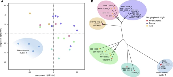 Evolution of intraspecific transcriptomic landscapes in yeasts thumbnail