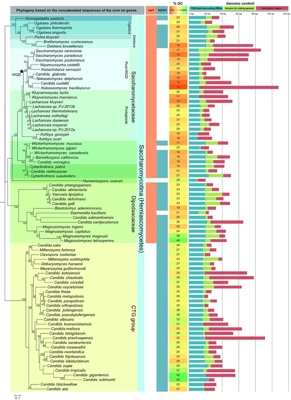 Mitochondrial genome evolution in yeasts: an all-encompassing view thumbnail