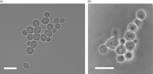 <i>Lachancea quebecensis</i> sp. nov., a yeast species consistently isolated from tree bark in the Canadian province of Québec Free thumbnail