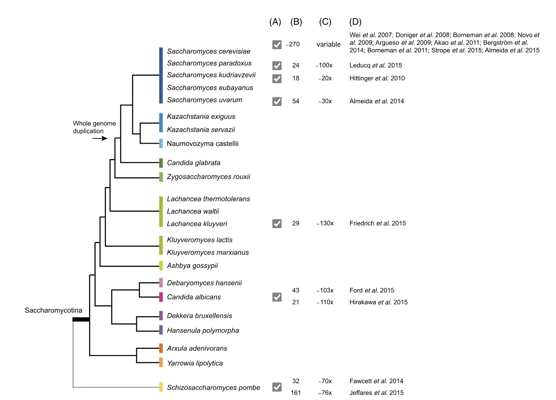 Population genomics of yeasts: towards a comprehensive view across a broad evolutionary scale thumbnail