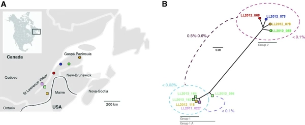 Whole-Genome Sequencing and Intraspecific Analysis of the Yeast Species <i>Lachancea quebecensis</i> thumbnail