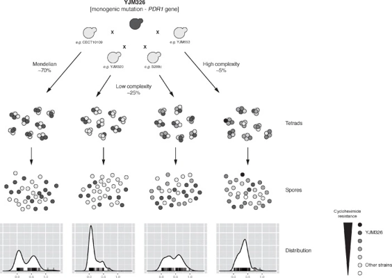 Beyond the simplicity of Mendelian inheritance thumbnail