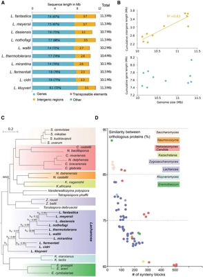 Reconstruction of ancestral chromosome architecture and gene repertoire reveals principles of genome evolution in a model yeast genus thumbnail