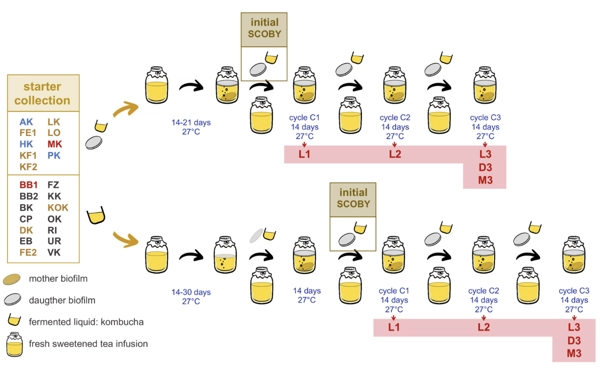 Comprehensive survey of kombucha microbial communities of diverse origins and fermentation practices thumbnail