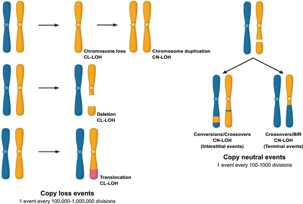 The dynamics of loss of heterozygosity events in genomes thumbnail